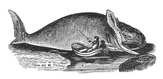 U.S. Sells Out on Commercial Whaling